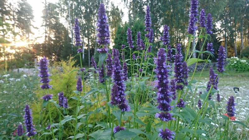 Agastache hybride 'Black Adder' Агастахе